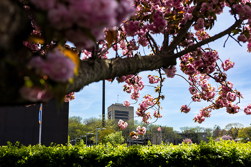 Image of campus in the spring